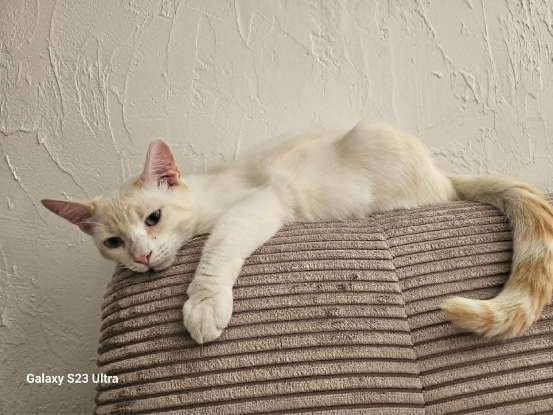 Adopter Caramel
