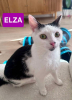 Elza