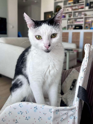 Adopter Elza