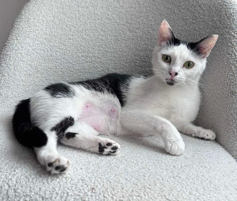 Adopter Elza
