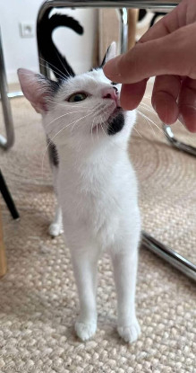 Adoption Elza