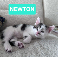 Adopter  chat : Newton petit de elza a en duo ou seul si déj