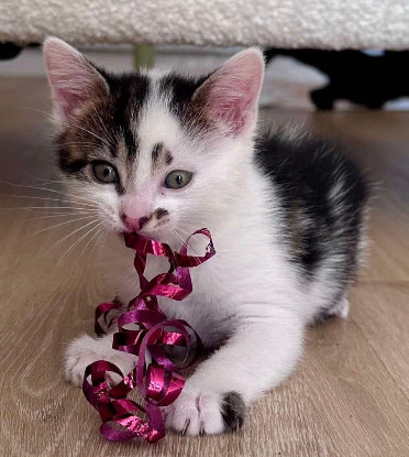 Adopter Newton petit de elza a en duo ou seul si déj