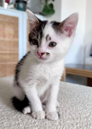 Adopter Newton petit de elza a en duo ou seul si déj