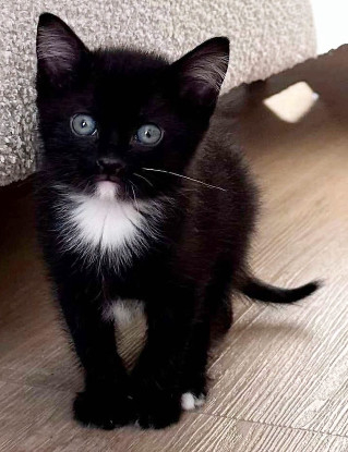 Adopter Lovelace petite de elza a en duo ou seul si déj