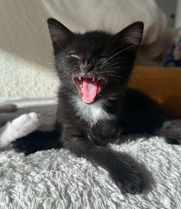 Adopter Lovelace petite de elza a en duo ou seul si déj