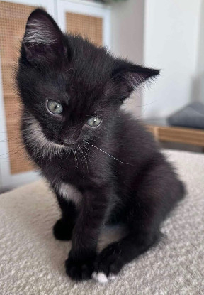 Adoption Lovelace petite de elza a en duo ou seul si déj
