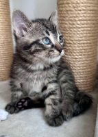 Adopter  chat : Einstein petit de elza a en duo ou seul si déj