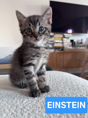 Adopter Einstein petit de elza a en duo ou seul si déj