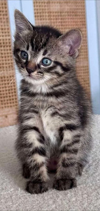 Adopter Einstein petit de elza a en duo ou seul si déj