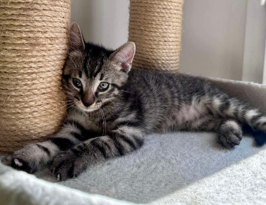 Adoption Einstein petit de elza a en duo ou seul si déj