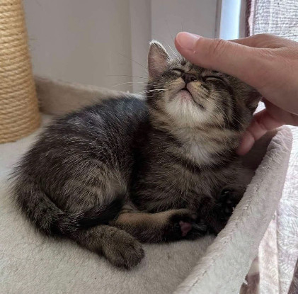 Adoption Einstein petit de elza a en duo ou seul si déj