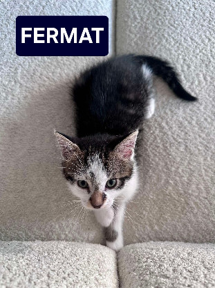 Adopter Fermat petit de elza a en duo ou seul si vous avez déj