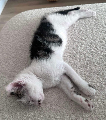 Adopter Fermat petit de elza a en duo ou seul si vous avez déj