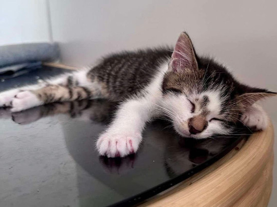 Adopter Fermat petit de elza a en duo ou seul si vous avez déj