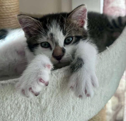 Adoption Fermat petit de elza a en duo ou seul si vous avez déj