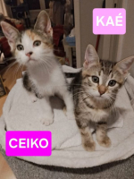 Adopter  chat : Ceiko et kae
