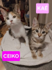 Ceiko et kae