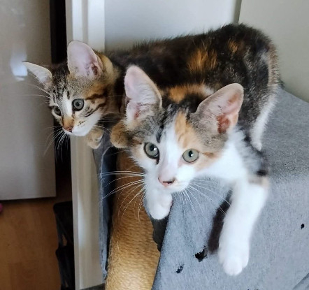 Adopter Ceiko et kae