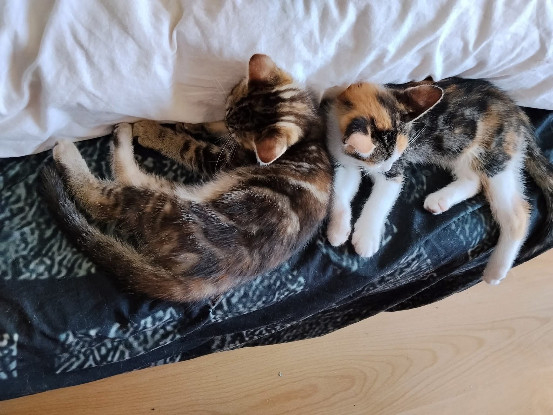 Adopter Ceiko et kae