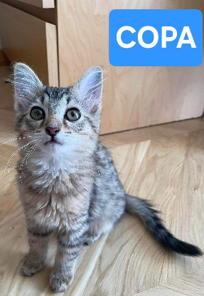 Adopter Copa et cabana a ensemble ou séparément si déj