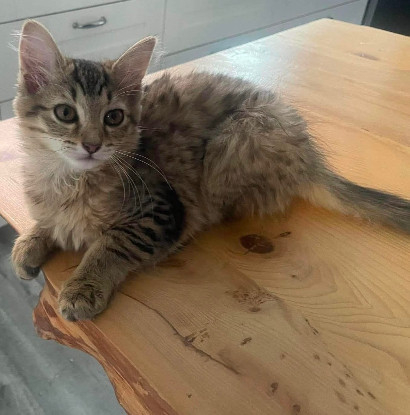 Adopter Copa et cabana a ensemble ou séparément si déj