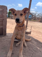Adopter  chien : Winny