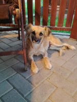 Adopter  chien : Naïa