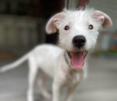 Adopter  chien : Ares