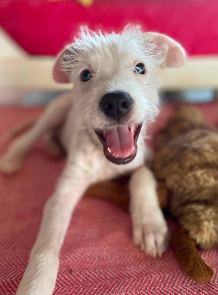 Adopter Ares