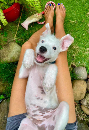 Adopter Ares