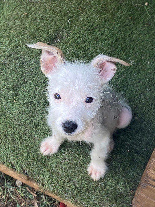 Adoption Ares