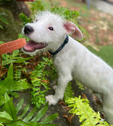 Adoption Ares