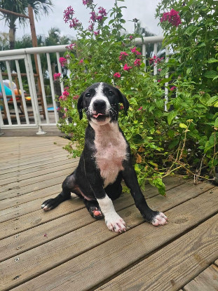 Adopter Bobby