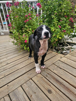 Adopter Bobby