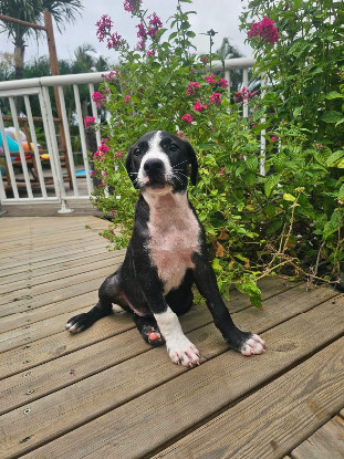 Adoption Bobby