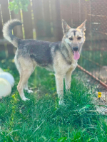 Adopter  chien : Lynx