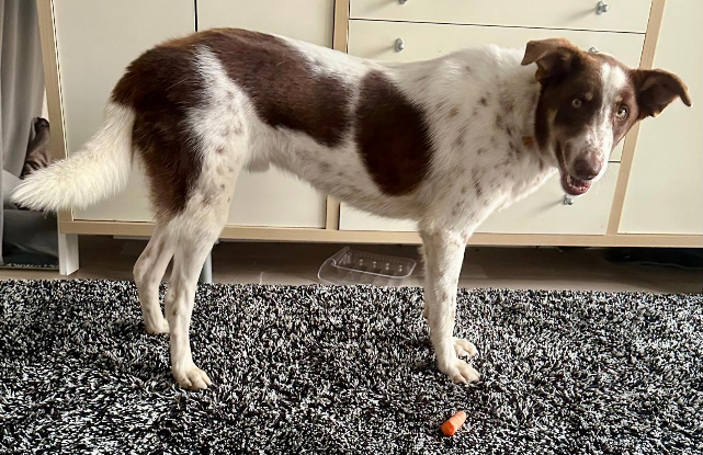 Adopter Neo