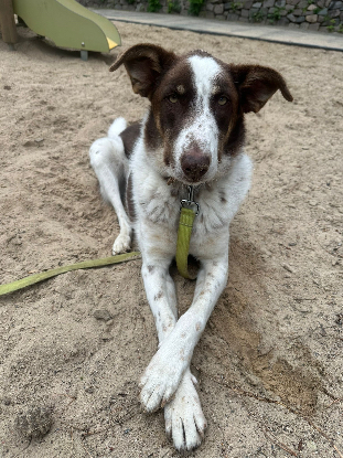 Adopter Neo