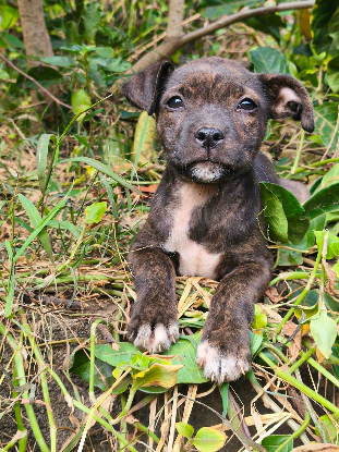 Adopter Maïdo
