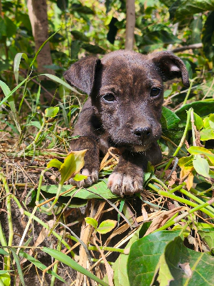 Adopter Maïdo