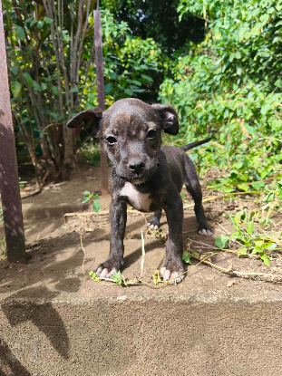 Adopter Maïdo