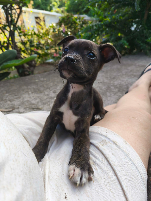 Adoption Maïdo