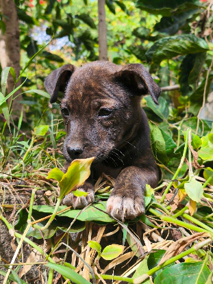 Adoption Maïdo