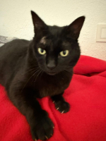 Adopter  chat : Merry