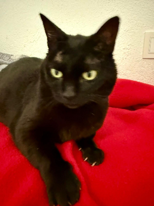 Adopter Merry
