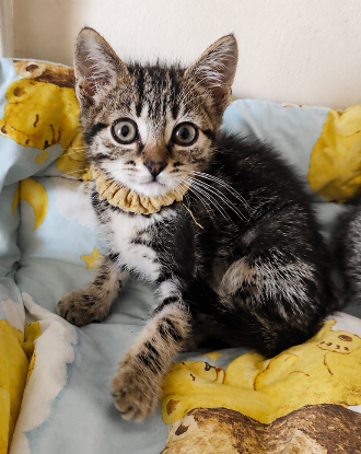 Adopter Citron