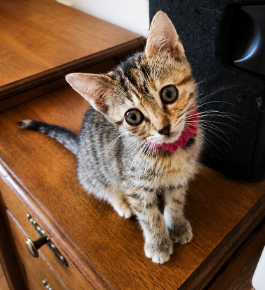 Adopter Cerise