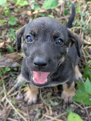 Adopter Chipie