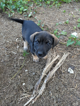 Adopter Chipie